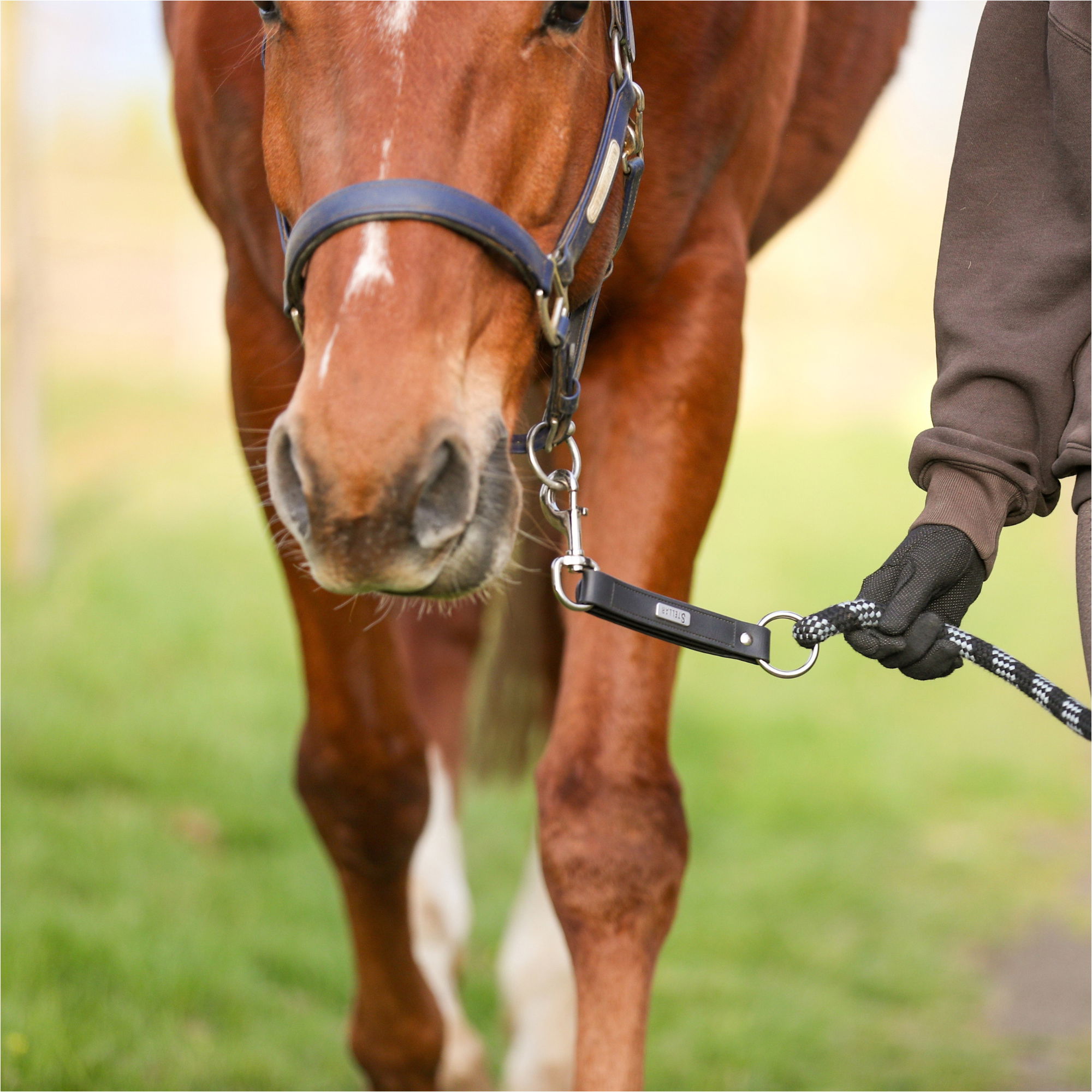 2026 Equilibrium Stellar Saftey Leadrope 32309 - Black